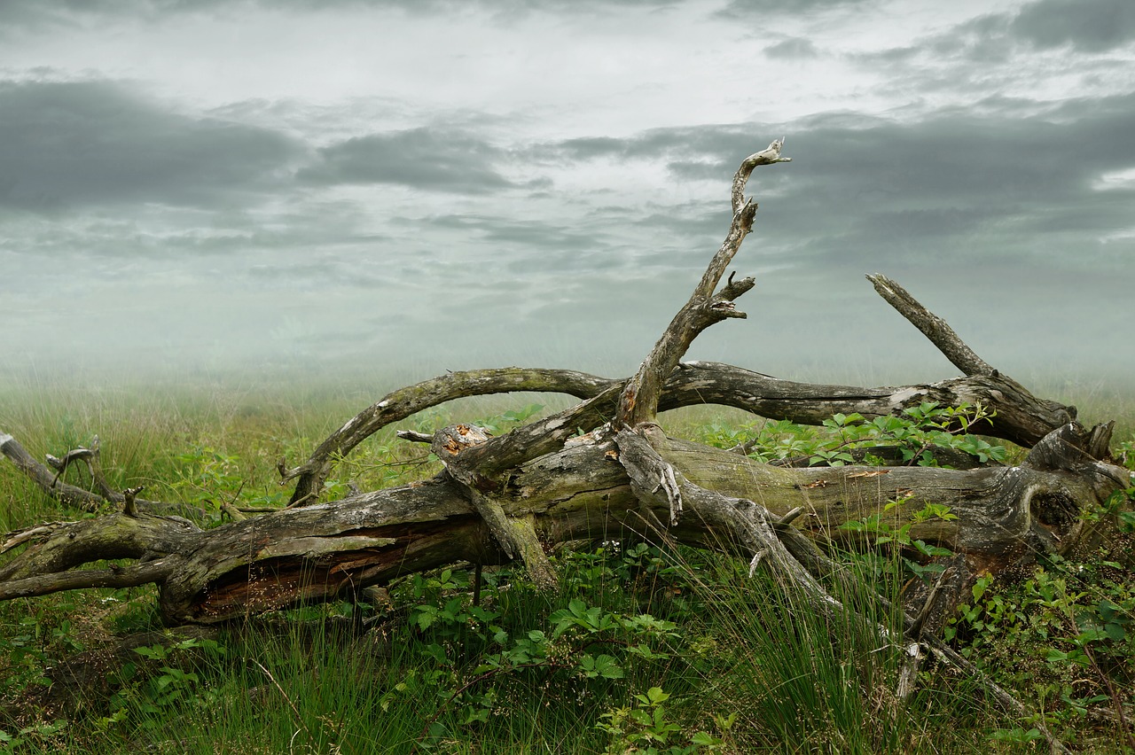 How to Prepare Tree Branches for Crafts in 5 Steps