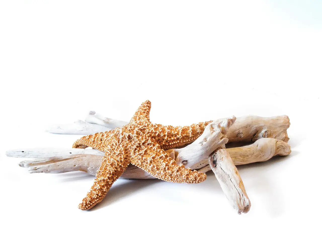 How to Prepare Driftwood for Crafts